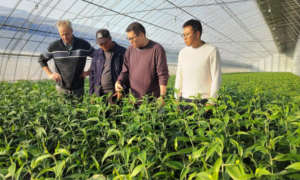 农业科技公司邀请荷兰技术专家对农户进行现场指导